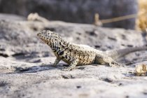 Галапагоські лави ящірка на підставі — стокове фото