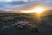 Iceland, Golden Circle National Park at midnight sun over meadow — Stock Photo