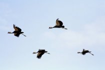 Grúas coronadas grises volando, Balearica pavonina — Stock Photo