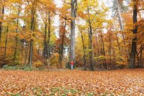 Germany, Rhineland Palatinate,  woman embracing tree in autumnal  Palatinate Forest — Stock Photo