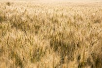 Campo de trigo na luz do sol brilhante — Fotografia de Stock