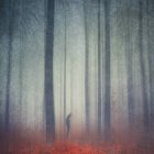Silhouette of man standing in the wood — Stock Photo