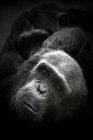Kenya, portrait of Common chimpanzee — Stock Photo