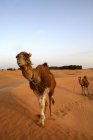 Туніс, dromedaries у сутінках, в пустелі Сахара — стокове фото