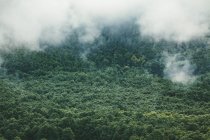 Bulgaria, bad weather, fog over the forest — Stock Photo