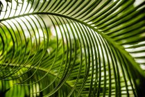 Folhas de palma vista close-up — Fotografia de Stock