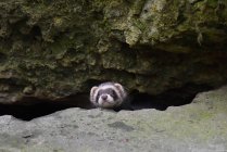 Allemagne, portrait de furet en gros plan — Photo de stock