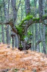 España, Ávila, Otoño en el bosque El Tiemblo, helechos en movimiento - foto de stock