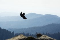 USA, California, Aquila che sorvola Yosimite National Park — Foto stock