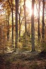 Trees and sunshine in autumn at Benrath forest, Duesseldorf, Germany — Stock Photo