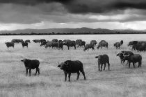 Kenia, großes Rift Valley, Lake Nakuru Nationalpark, Kapbüffelherde — Stockfoto