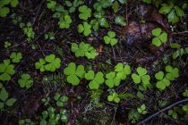 EUA, Parque Nacional Olímpico, Trifolium — Fotografia de Stock