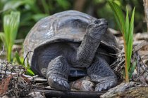 Aldabra tartaruga gigante a terra all'aperto — Foto stock