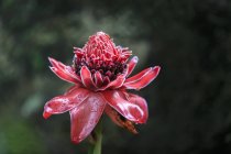 Seychellen, mahe, mont fleuri botanischer garten, blume roter ingwer, alpinia purpurata — Stockfoto