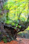 Spanien, avila, herbst im wald el tiemblo — Stockfoto