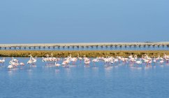 Pink flamingos standing in the water, Swakopmund Region, Namibia — Stock Photo