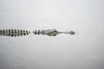 Alligatore nella superficie dell'acqua durante il giorno — Foto stock