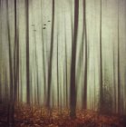 Autumnal forest with trees over leaves — Stock Photo