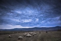 Romania, Transylvania, flock of sheeps under dramatic sky — Stock Photo