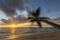 Seychelles, Praslin, Anse Kerlan, Coconut palm y Cousin Island al atardecer - foto de stock