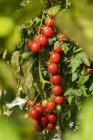 Tomates que crescem na fábrica — Fotografia de Stock