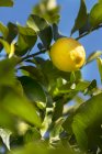 Close-up de limão maduro orgânico crescendo na árvore — Fotografia de Stock