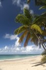 Dominican Republic, Peninsula Samana, Beach of Las Terrenas during daytime — Stock Photo