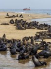 Namibia, Walvis Bay, cape fur seals lying on sandy beach — Stock Photo