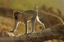Grivet, Chlorocebus aethiops monkey — Stock Photo