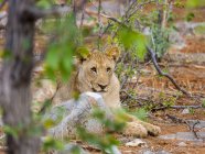 Namibia, okaukuejo, etosha nationalpark, junger löwe liegt zwischen bäumen — Stockfoto