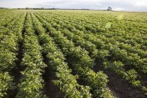 Картофельное поле и зеленые растения днем — стоковое фото