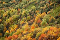Espanha, Astúrias, árvores outonais no Parque Natural de Fuentes del Narcea, Degana e Ibias — Fotografia de Stock