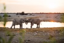 Namibia, Parco nazionale di Etosha, elefanti in una pozza d'acqua al tramonto — Foto stock