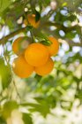 Gros plan sur les oranges mûres biologiques poussant sur les arbres — Photo de stock