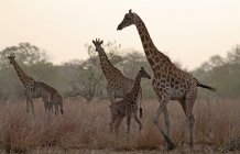 Чад, жирафів з молодих тварин у вечірній час — стокове фото