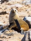 Namibia, Cape Cross, cape fur seal, Arctocephalus pusillus, Sea lion lying on beach looking at camera — Stock Photo