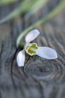 Einzelne Schneeglöckchen Blume auf Holz — Stockfoto