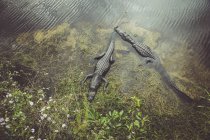 USA, Florida, Everglades, Alligatori galleggianti in acqua — Foto stock