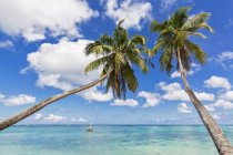 Seychelles, Isla Mahe, playa Anse Royale, cocos palmeras - foto de stock