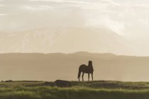 Islande, cheval islandais sur prairie avec des volcans en arrière-plan — Stock Photo