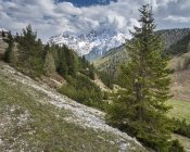 Italia, Provincia de Belluno, Parque natural Tre Cime, Sexten Dolomites, Prato Piazza, colina con hierba y árboles - foto de stock