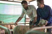 Tierarzt gibt Schafen auf Bauernhof eine Spritze — Stockfoto