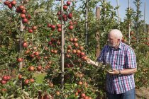 Homme âgé examinant les fruits sur la plantation de pommes — Photo de stock