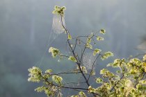 Spinnennetze in einem Wacholderbusch kreuzen — Stockfoto
