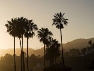 Силуэты пальм при вечернем свете в Лос-Анджелесе, США — стоковое фото