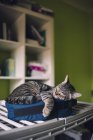 Tabby cat sleeping on little bag at home — Stock Photo