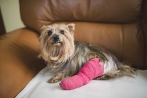 Yorkshire Terrier with pink plastered leg sitting on leather armchair — Stock Photo