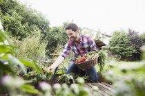 Caucasian man gardening in vegetable patch — Stock Photo