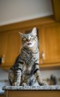 Tabby cat sitting on kitchen worktop licking tongue — Stock Photo