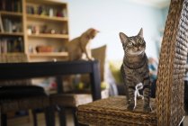 Tabby-Katze steht auf Korbstuhl und schaut auf — Stockfoto